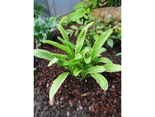 ����� ������������ ��������� (Hosta Rectifolia chionea)