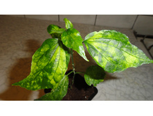 ������������ ����������� ( Malvaviscus variegatum) -