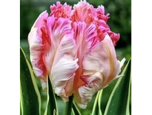 ������� ���������� ����-��� ��-���� 146,3 ���. ��. (� �������� 7 ��.). ������ �� 40 ��. ������� ������ �� 15 ��. ��������!!!!! .jpg