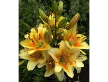 ����� ���-��� ���. ����.jpg