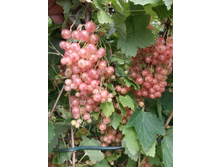 IMG 20170720 131856.jpg