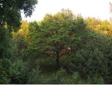 IMG 3747.JPG