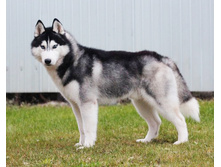 ���� ������ ����