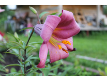 ����� ���� ��������.JPG