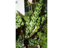 ������� ����������