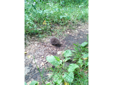 IMG 20170701 132019.jpg