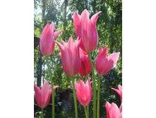 �������� ������������ ��-�� ���. ����.jpg