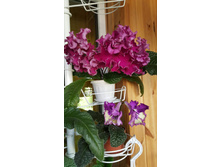 �������������-DS-���������