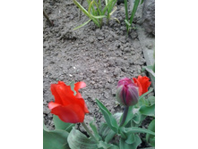 2017-05-16 17.43.13.jpg