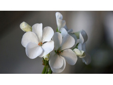 ���������� ���� F1 �����