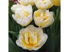 �������� �������� ������� ����-��� ��-��� ���. ����..jpg