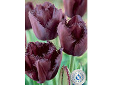 �������� ����������� ��-�� ���-��� 167,3 ���. ��. (� �������� 7 ��.). ������ �� 50 ��. ������� ������ �� 10 ��.jpg