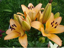 ����� �����-�� ���. ����.jpg