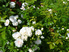 DSC 05751.JPG