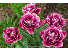 �������� �������� ������� ��-�� ��-� ���. ����2.jpg