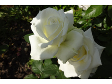 �� "������"