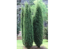 ������������ ������������ ���������