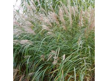 ��������� ��������� Silberfeder*