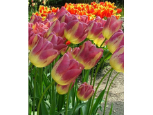 ������� ����� ������ ���-��� ���. ����..jpg