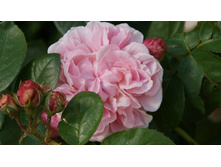 DSC07763 �� ����.jpg