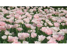 �������� �������� ������� ���-����� ���. ����3.jpg