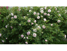 DSC07715 �� ����.jpg