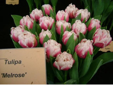 �������� �������� ������ ���-���� ���. ����2..jpg