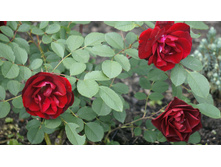 ������� "�������"