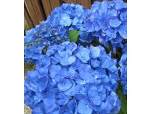 ������ �������