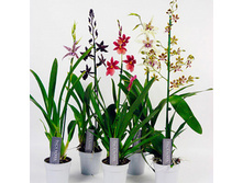 ������� ���� - 350 - 400 ���.