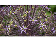 ��� ��������