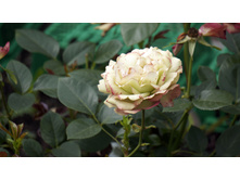 Acropolis ������