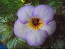 DSC05868.JPG