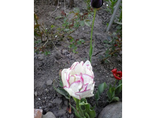 2017-05-22 18.04.53.jpg