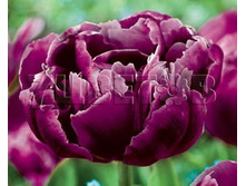 �������� �������� ������� ��-� ���-� 132,3 ���. ��. (� �������� 7 ��.). ������ �� 50 ��. ������� ������ �� 10 ��..jpg