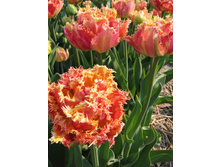 �������� �������� ������� ���-��� ���. ����.jpg