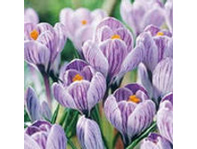 ��-��-�� ��-������-���� ����-���� 65 ���. ��. (� �������� 10 ��.). ������ 10-15 ��. ������� ������ 3 ��..jpg