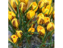 ��-��-�� ��-������-���� ��-���� �-�� 49 ���. ��. (� �������� 10 ��.). ������ 10-15 ��. ������� ������ 3 ��..jpg