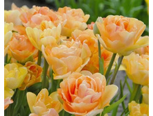 �������� �������� ������� ���-���� ��-�� ���. ����..jpg