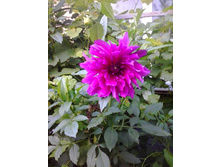 2016-09-14 16.48.11.jpg