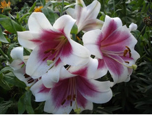 ����� ���-������� 126 ��� ��. (� �������� 5 ��.). ����� ���������. ������ �� 120 ��. !!!!!! ������ �� 25 ��.!!!! ���-��� ��� �������.jpg