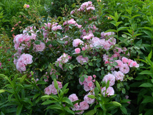 DSC 05981.JPG