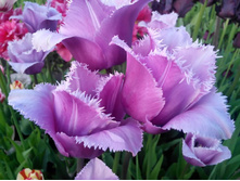 �������� ����������� ��-� ��-��� ��. ����2.jpg