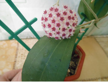 �amphorifolia.