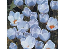 ��-��-�� ���-��������� ��-� ��-�� 49 ���. ��. (� �������� 10 ��.). ������ 10-15 ��. ������� ������ 3 ��..jpg