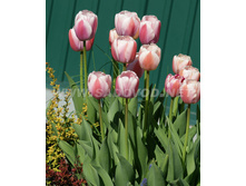 �������� ��������� ������� ���-�-����.���. ����.jpg