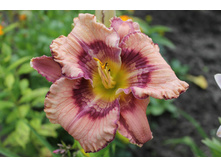 ��� ������.JPG