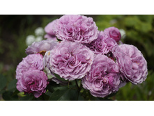 �������� ��� (��. ���������, ������)