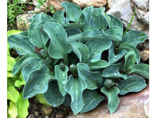 ����� Dancing Mouse.jpg