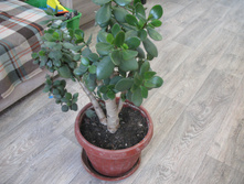 IMG 1148.JPG